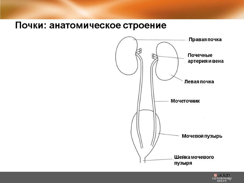 Почки: анатомическое строение